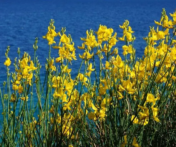 Michelle - Intermezzo With Sea View Lejlighed